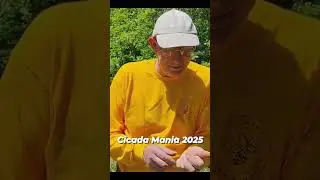 Cicadas in the Apiary.  Cicada hatch brood 14, southern Ohio 2025
