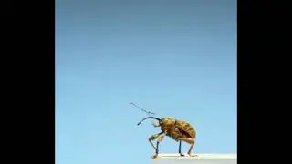 Curculio weevil bug taking flight