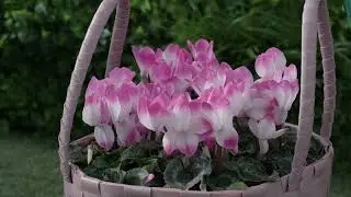Cyclamen Novelties 2023-24 - INDIAKA Light Rose