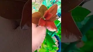 #shortsvideo Brazilian Cherry Tree #farming101 #organicfood #organicproduce May 29, 2025