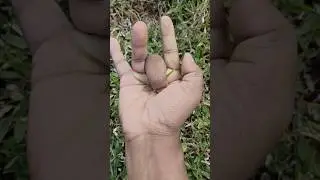 Black larva caterpillar 🦗🐛🕷️🪲 #insects #caterpillar #worm #larva