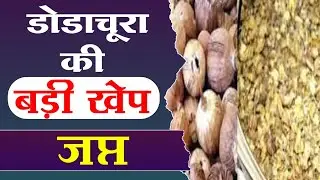 डोडाचूरा की बड़ी खेप जप्त | Large consignment of Dodachura seized | dodachuda ki badi khbar | mandsor