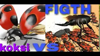 kumbang VS tarantula bug battle#viral#animal#