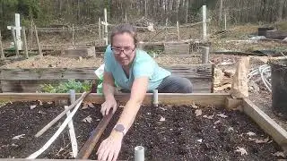 Planting Garlic in the south (Zone 8b)