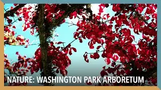 Nature: Washington Park Arboretum | VOA Connect