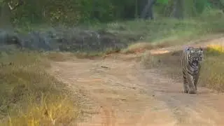 The Lake View Resort moharli Tadoba
