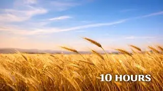 10 Hours of Gentle Wind 🌾 Light Breeze Through a Wheat Field | Relaxing Ambient Sounds