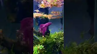 Amazing Fish