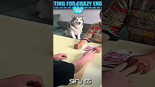 The dog is very intelligent.