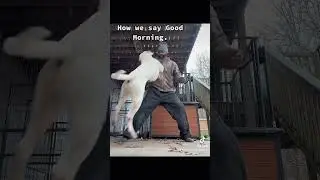My #americanbulldog tries to bite my arm! 😳😮😂#bjbd #letsgo #bondingtime #bulldogs