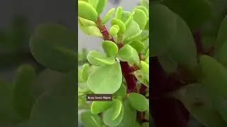 Mealy Bugs Spread FAST 😨 | Stop Them in 5 Minutes at Home