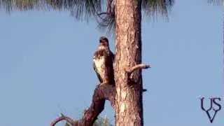 Naples + South Florida Nature Video Production / by United Sound & Video of Naples, Florida
