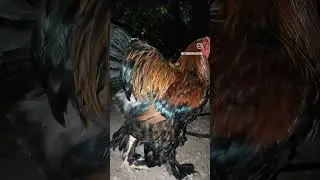 #brahmakumaris #brahmabreeder#farming#poetry #chicken #giantrooster