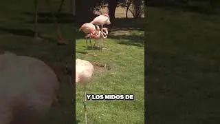 Descubre el sorprendente vnculo entre aves y dinosaurios que no creers