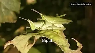Discovery channel hd wildfire Atractomorpha grasshopper first time love viral video world#shorts