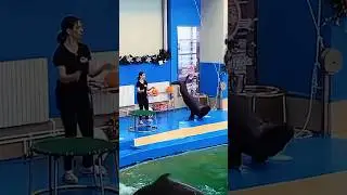 Sealion😘🐬SeaWorld show live#dolphinshow#sealife#animals#orcaencounter#shortvideo#shorts#viral