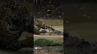 Jaguar&rsquo;s Lethal River Strike #jaguarhunt #amazonwildlife #crocvsbigcat #nature4K #animalaction