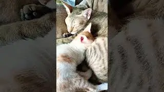#caringcat #motherlove #catlovers #kitten #catlovers #cat #matercat#animallovers
