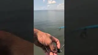 Mullet chunk = shark snack in 0.3 seconds!🎣 #cherrygrove #myrtlebeach #pierfishing #saltwater #shark