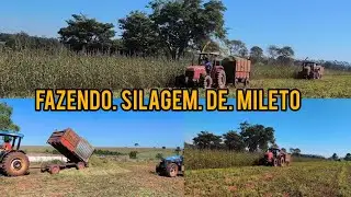 Como fazer Silagem de Mileto / 30 toneladas