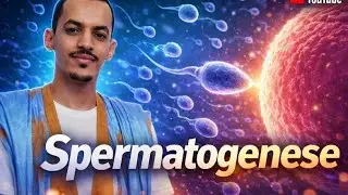 La Reproduction | Gamétogenèse 