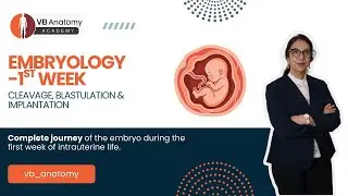 Embryology: Cleavage, Blastulation & Implantation | First Week of Human Development Explained