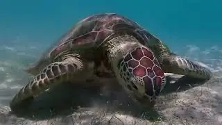 Days spent on Lizard Island Research Station, the Great Barrier Reef