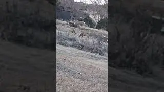 #deer #sparring #season #4bucks #nationalgeographic #nature