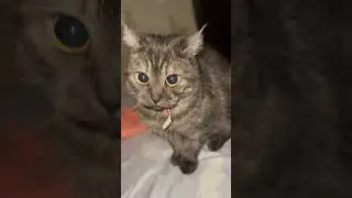#shortsclip #youtube #shortscookingvideo #youtuberlikes #shortstiktok #youtubeshorts #catvideos #cat