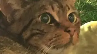 The Catinator 2