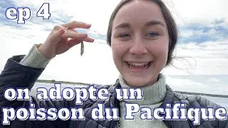 Ep4 - on adopte une poisson du Pacifique - margottravels, exchange student