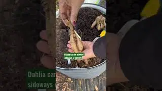 Planting Dahlia tubers