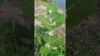 All Parts of Calotropis procera plant are Poisonous. Identify the Poisonous Plants #poisonousplants