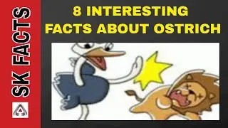 8 interesting facts about ostrich || sk facts