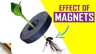 Part three growing pepper plants Seedlings with magnets