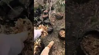 Stop Throwing Away Leaves &mdash; They&rsquo;re Garden Gold