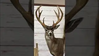 ОГРОМНЫЙ чернохвостый олень! 🦌 #таксидермия #deermount #чернохвостыйолень #калифорния #дикаяприро...
