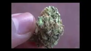 Bubble Smooth Strain Review
