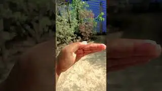 hand dance 🤌😌❤️✨ #bollywood #song #hindisong #love #music#supportmychannel #handdance #aorts#support