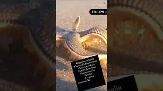 Starfish - Asterias |Echinodermata| Animalia | Dr. Shubham | #youtubeshorts #neet