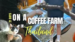 Slow Travel in Thailand: Volunteering on an Organic Coffee Farm with Worldpackers