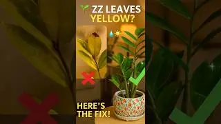 ZZ Plant Leaves Turning Yellow? 🌿 Here&rsquo;s What to Check | #Ecofynd #PlantCareTips