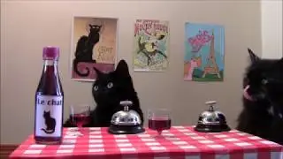 Cats ring bells for treats in Parisian cafe