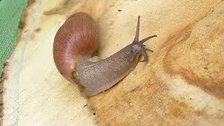 Euglandina rosea (F&eacute;russac, 1821) Rosy Wolfsnail Large Specimen