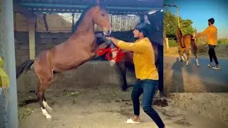 વછેરી ને પેલી વાર દોરીમા નાખી 🏆 ( Age: - 10 month) Dam: - Tajan fareni At:- sejpalraaj farm fareni
