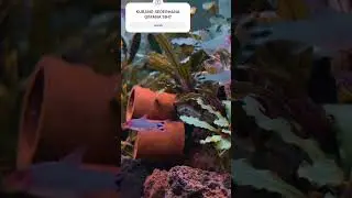 AQUARIUMSEDERHANA #aquarium #aquascapesimpel #aquascapelowbudget #aquascapepemula #aquascapetanpaCO2
