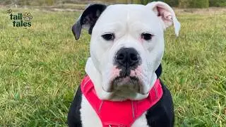 Shmoo ☁️🐶 The Big Cloud Face Who Learned to Trust Again 🤍