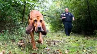 Arson investigation K-9 unit