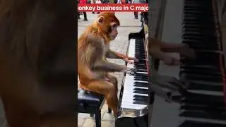Monkey business in C major #shorts #ytshorts #kaaji