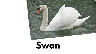 20 + birds name 